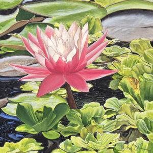 Water Lily 1