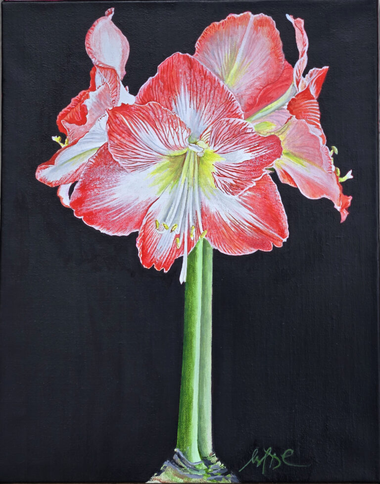 Winter Amaryllis painting 11 x 14